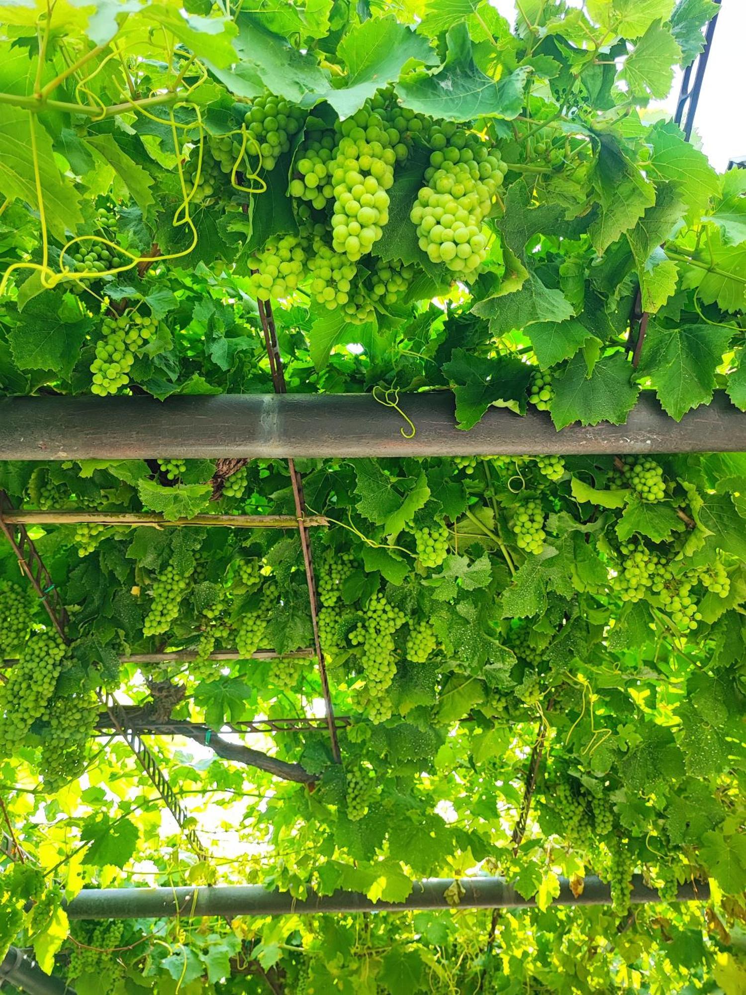 Apartment Wine & Olive Oil Mofardin Capodistria Esterno foto